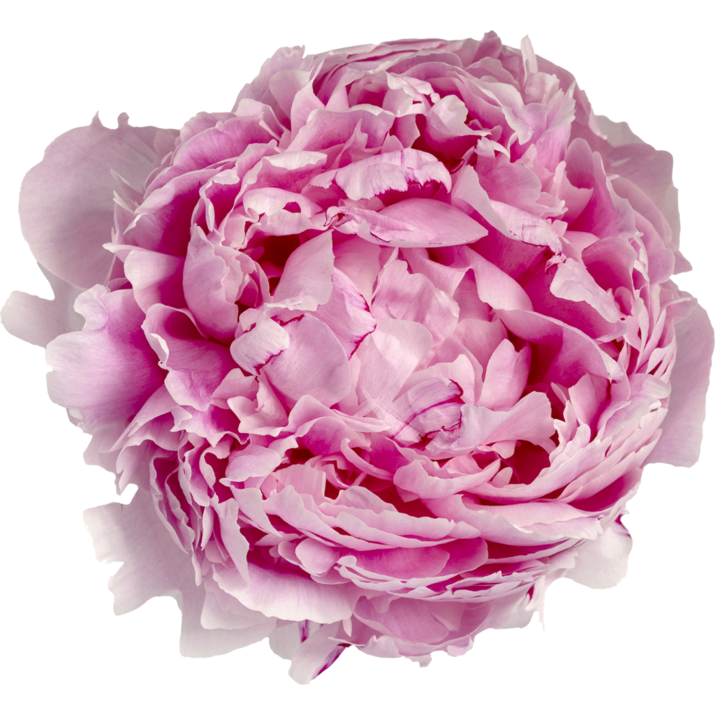 Peony Pink Sarah Bernhardt Naylors