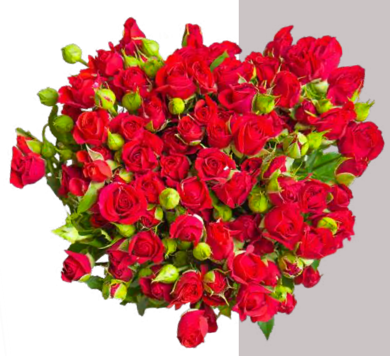 Spray Rose Red Mirabel VP Gorge