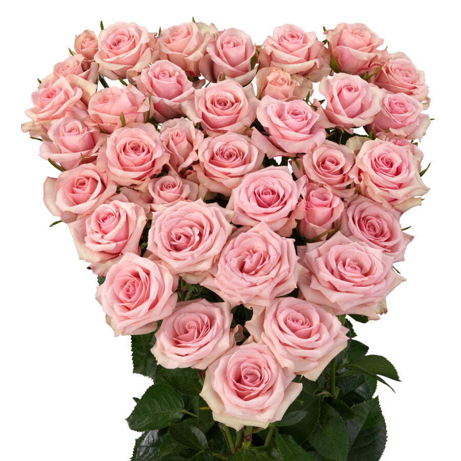 Spray Rose Pink Sweet Porcelina VP Gorge