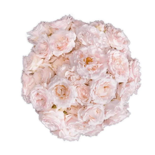 Spray Rose Pink Wedding Rosever Alma