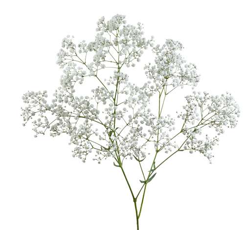 Gypsophelia White Xlence 30g Florsani