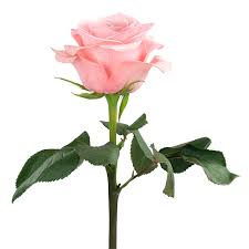 Rose Pink Be Sweet Natuflor