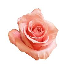 Rose Pink Be Sweet Natuflor
