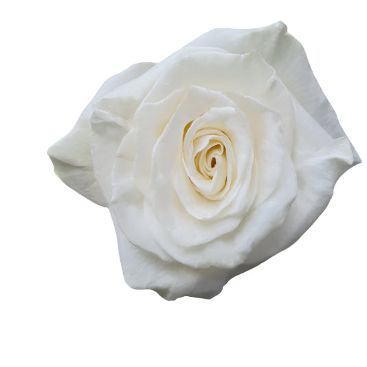 Rose White Mondial Agrinag