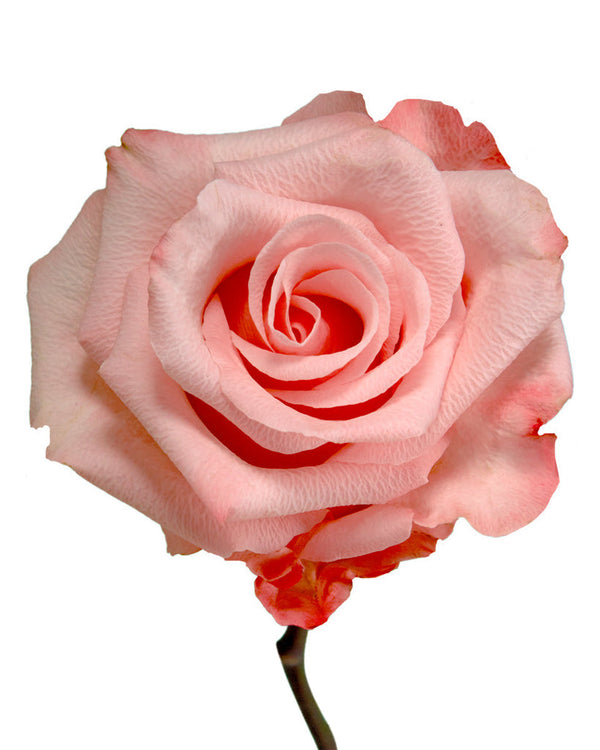 Rose Pink Be Sweet Agrinag