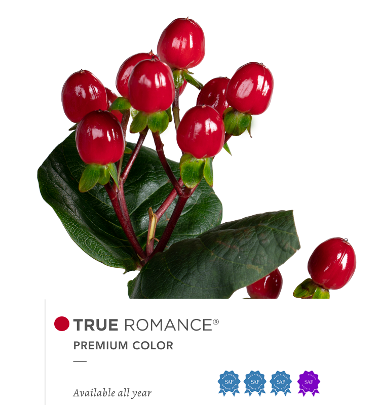 Hypericum Spray Red True Romance Floral Chain