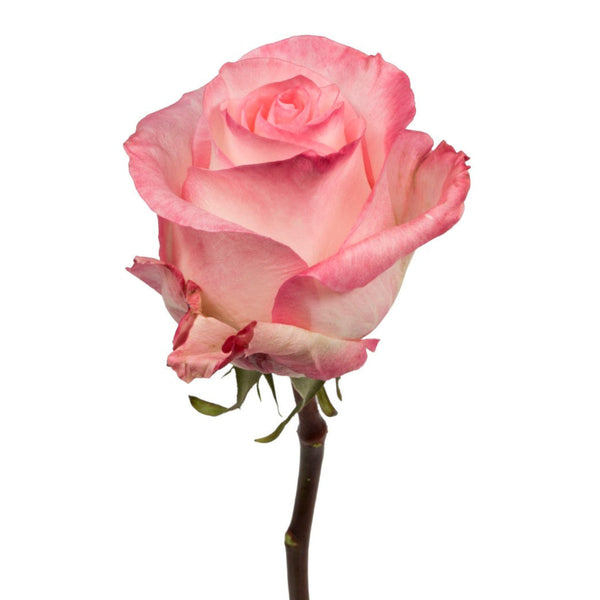 Rose Pink Boulevard Natuflor