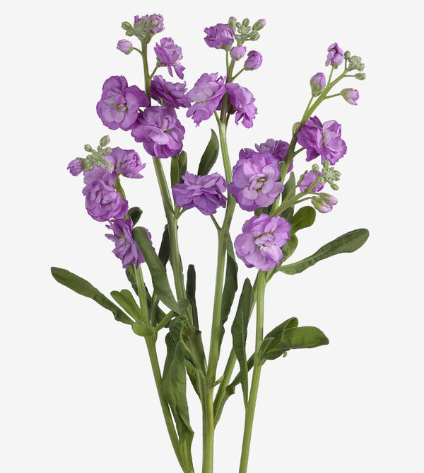 Spray Stocks Lavender Double Elite