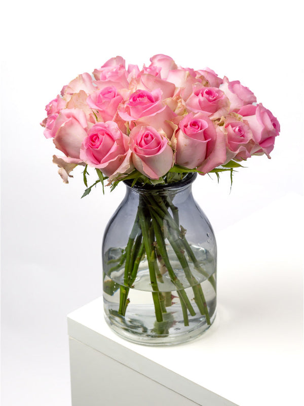 Rose Pink Revival VP Timau