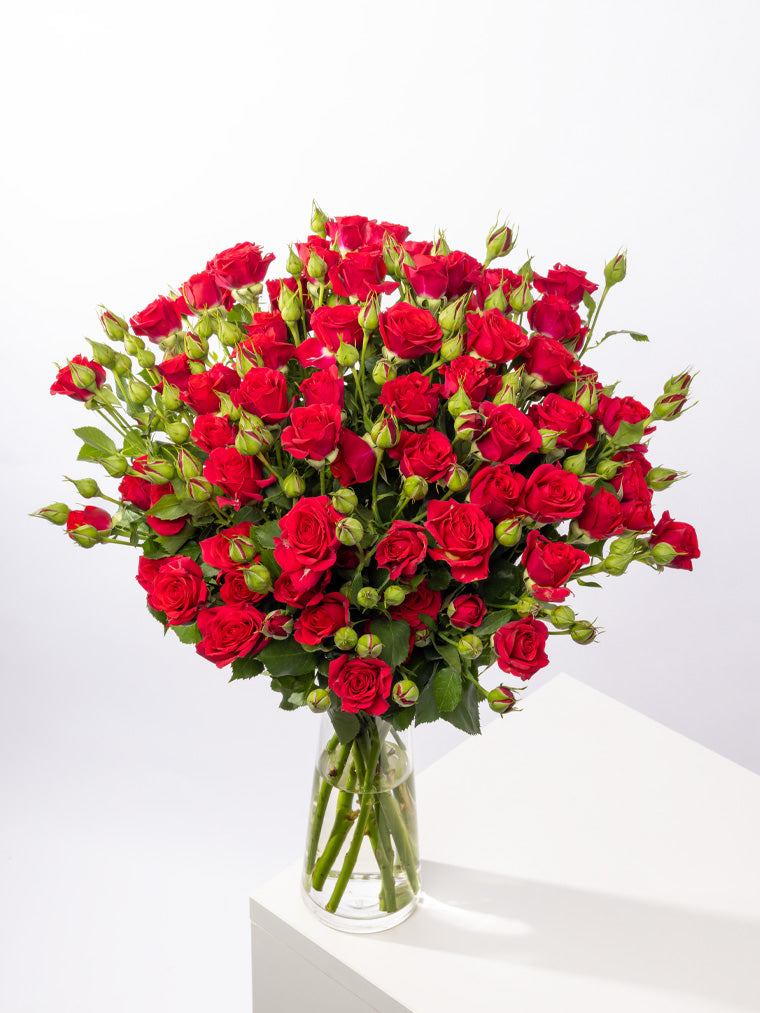 Spray Rose Red Mirabel VP Gorge