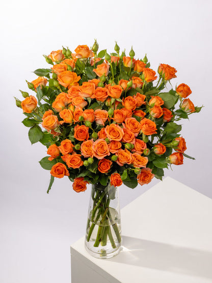 Spray Rose Orange Orange Babe VP Gorge