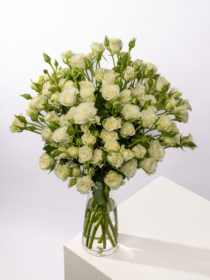 Spray Rose White Snowflake VP Gorge