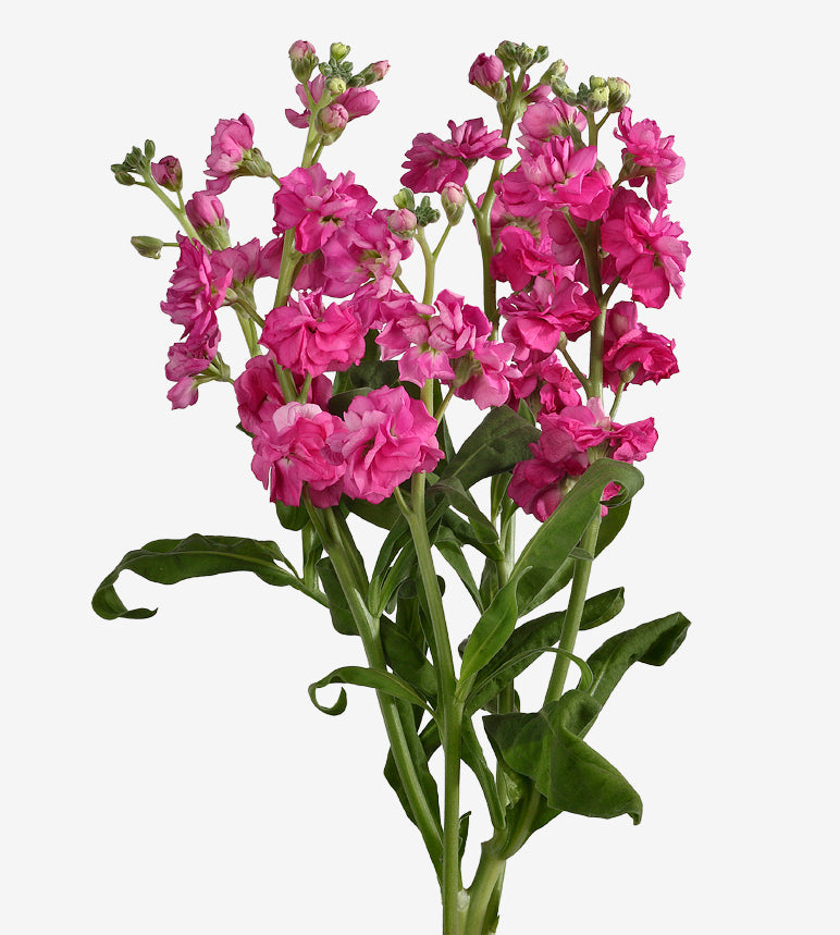 Spray Stocks Pink Double Elite