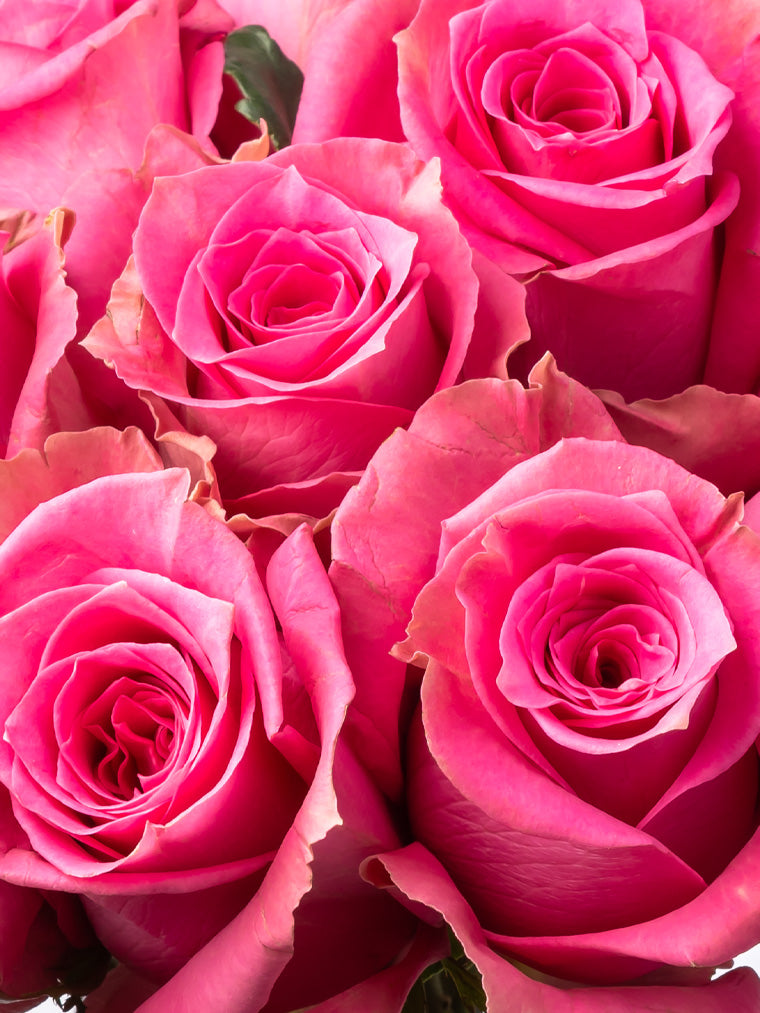 Rose Pink Annakyra VP Bemack