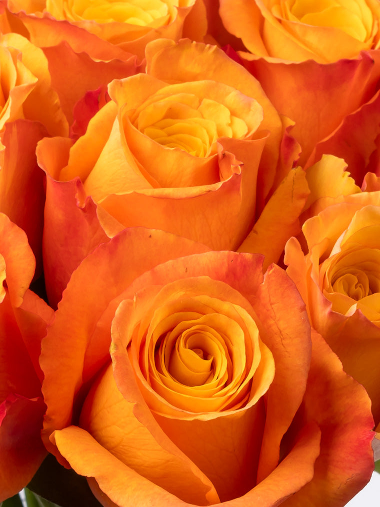 Rose Orange Confidential VP Bemack