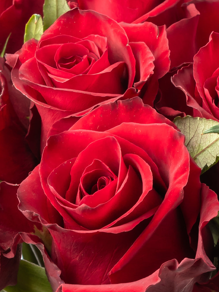 Rose Red Everred VP Bemack