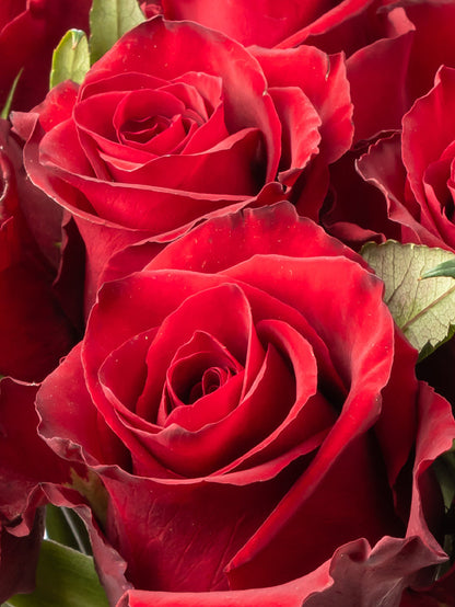 Rose Red Everred VP Bemack