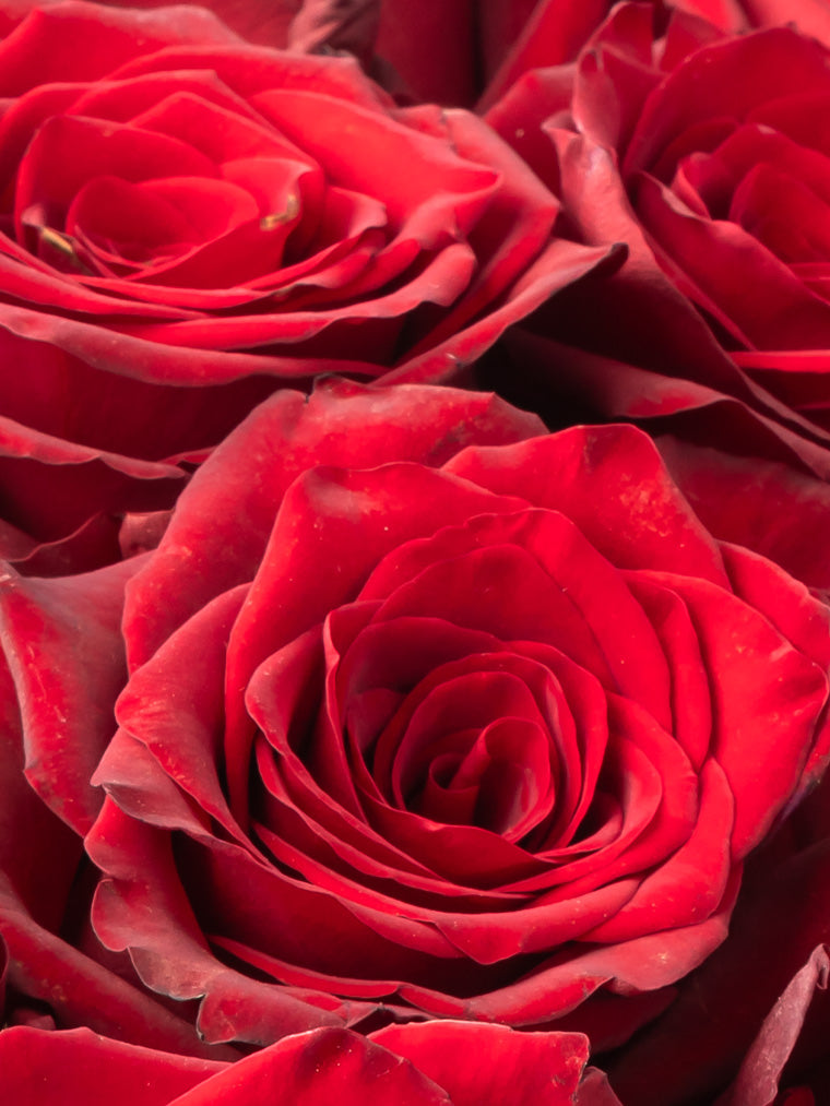 Rose Red Explorer VP Bemack