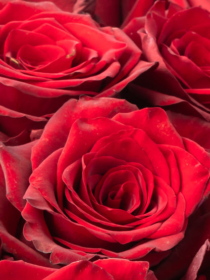 Rose Red Explorer VP Bemack