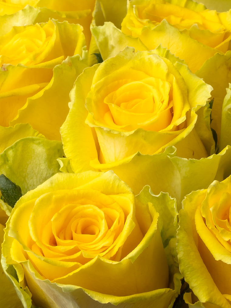 Rose Yellow Good Times VP Bemack