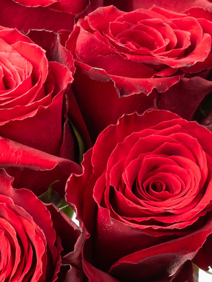 Rose Red Madame Red VP Bemack