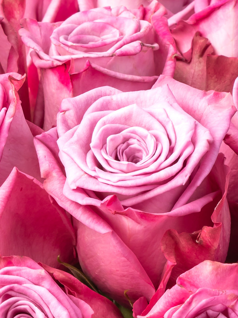 Rose Purple Moody Blues VP Bemack