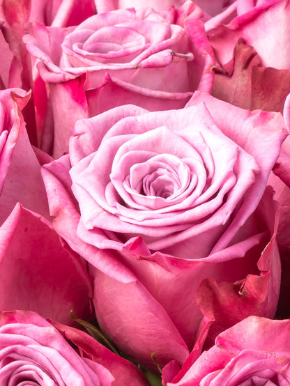 Rose Purple Moody Blues VP Bemack