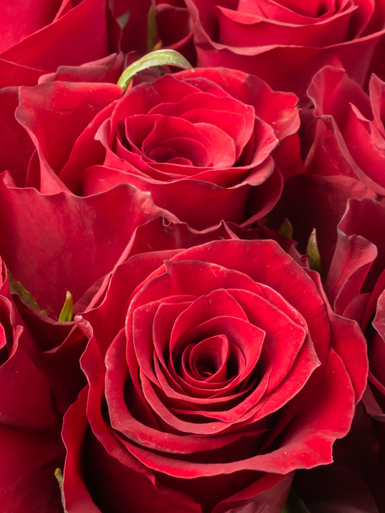 Rose Red Nazca VP Bemack