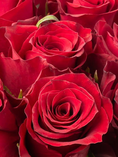 Rose Red Nazca VP Bemack