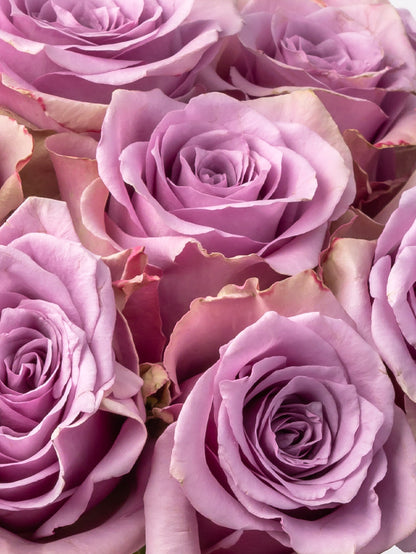 Rose Purple Nightingale VP Bemack