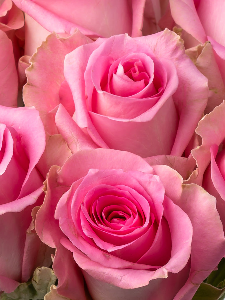 Rose Pink Revival VP Bemack