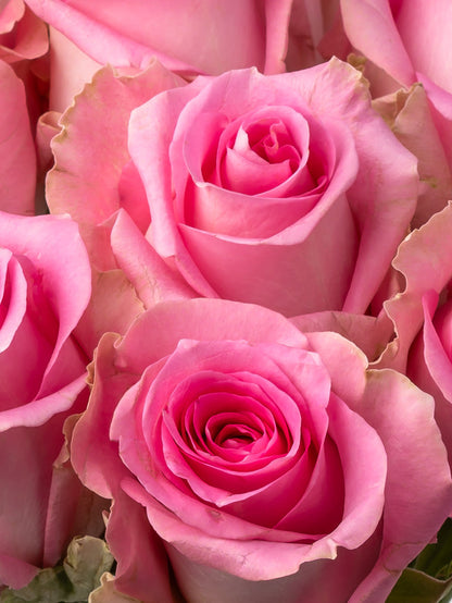 Rose Pink Revival VP Bemack