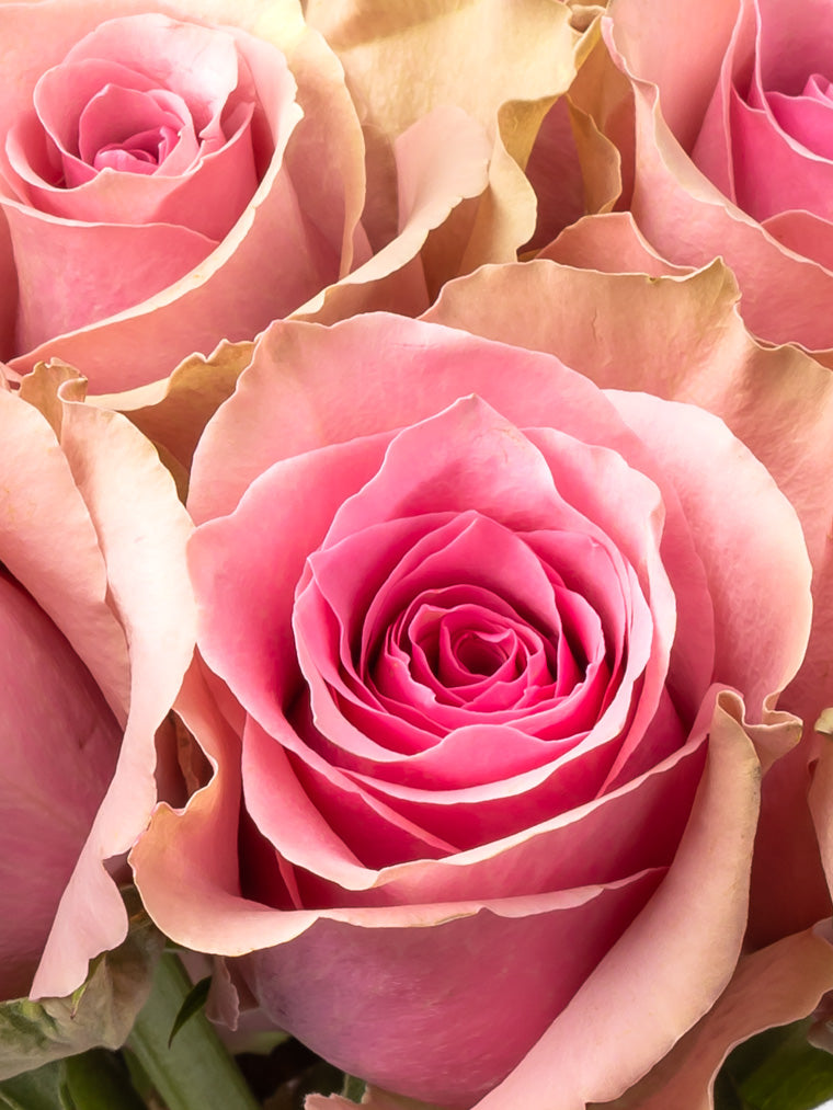 Rose Pink Rose Royce VP Bemack