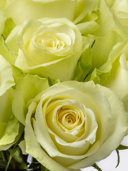 Rose White Athena FleurAfrica