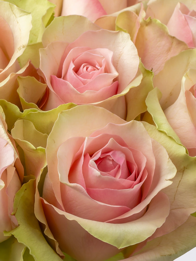 Rose Pink Belle Rose FleurAfrica