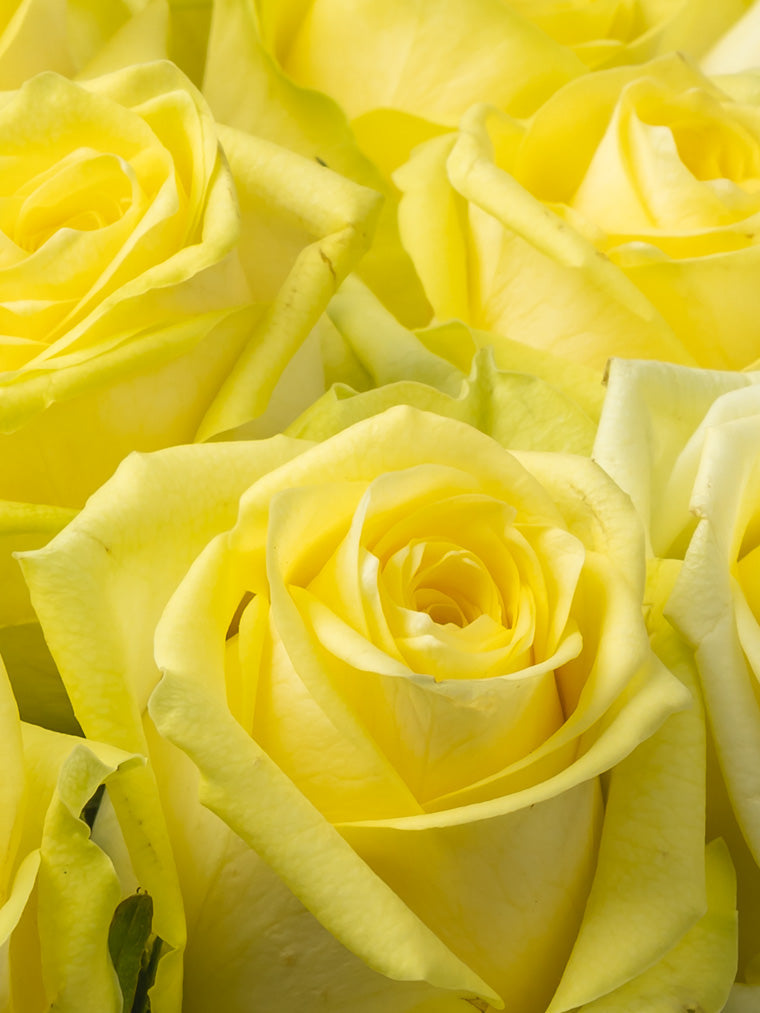 Rose Yellow Lemoncello VP Timau