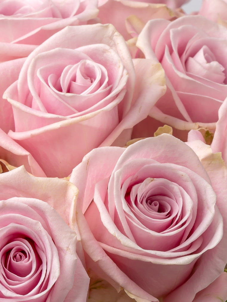 Rose Pink Lena VP Timau