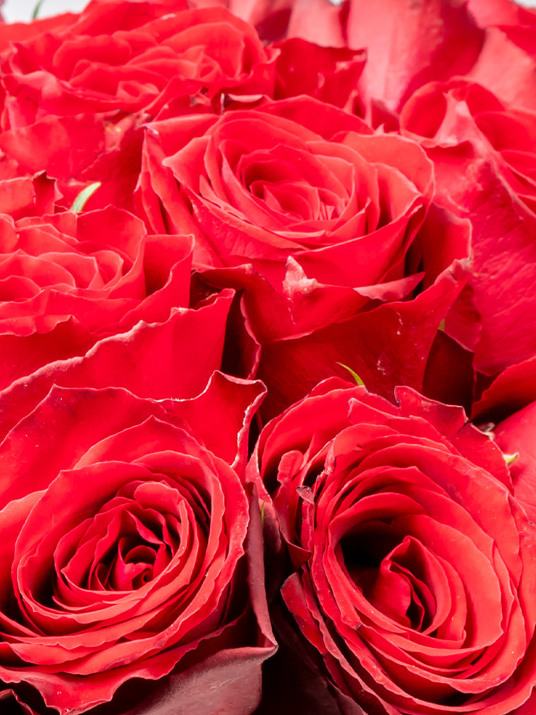 Rose Red Madam Red FleurAfrica