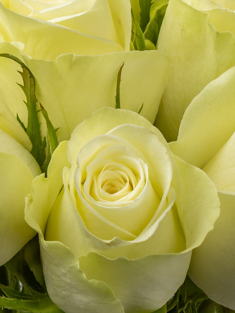 Rose White Natures White VP Timau