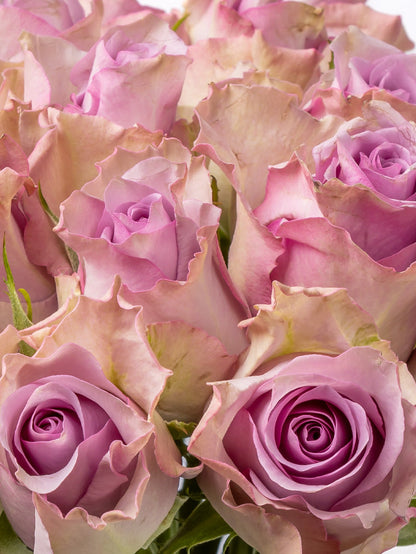 Rose Purple Nightingale VP Timau