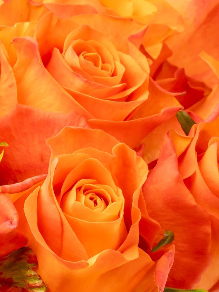 Rose Orange Orange Wave VP Timau