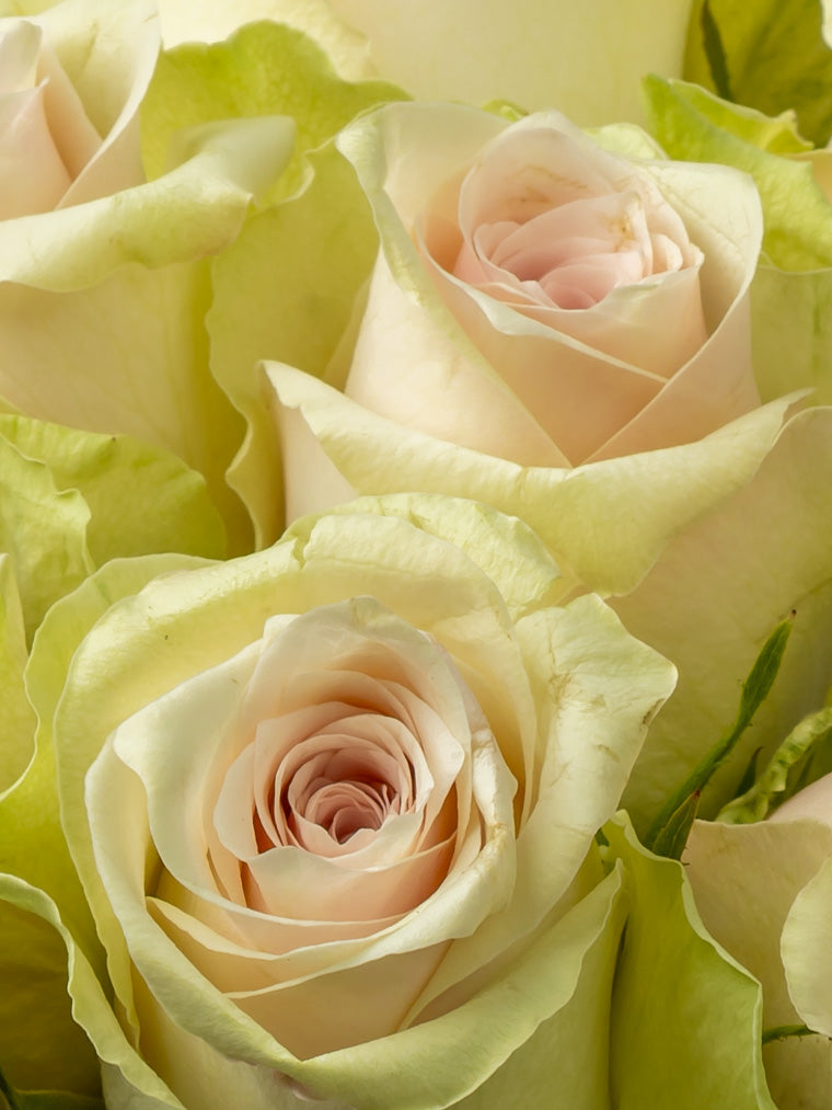 Rose  Pink Pink Athena VP Timau