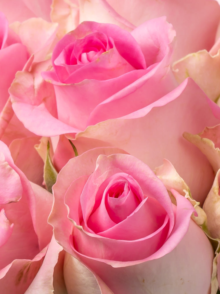 Rose Pink Revival VP Timau