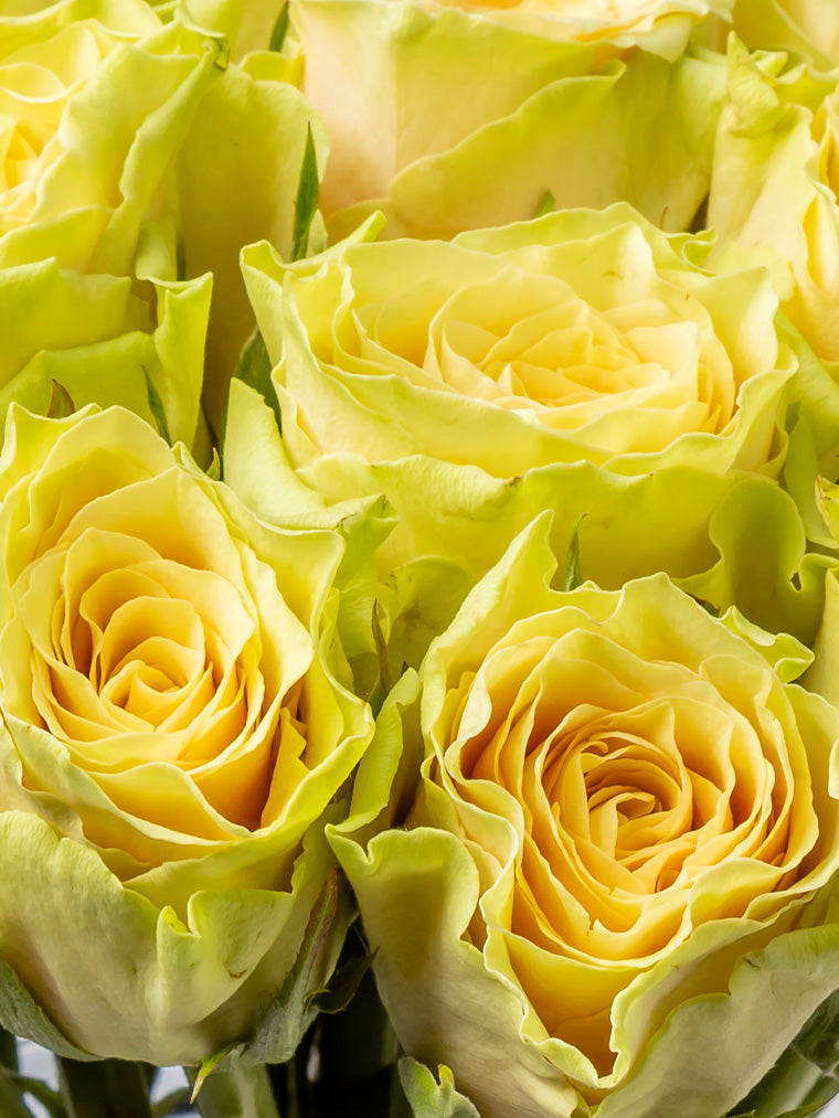 Rose Yellow Sandstorm VP Timau