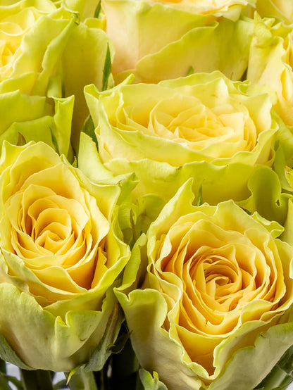 Rose Yellow Sandstorm VP Timau
