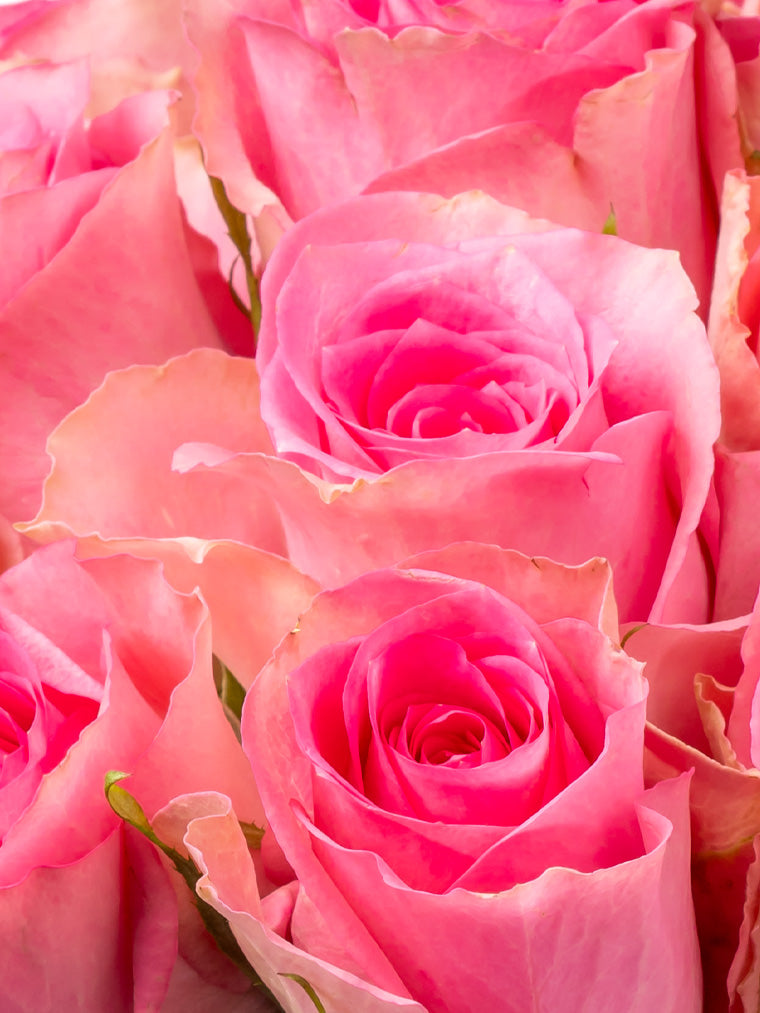 Rose Pink Smoothie VP Timau