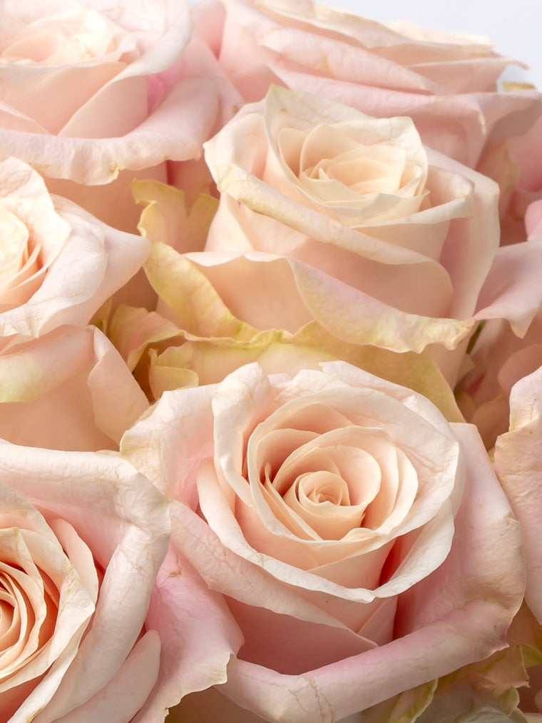 Rose Pink Sweet Mansi VP Timau