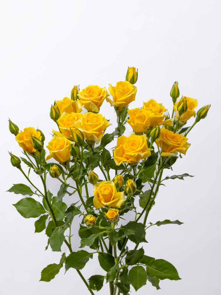 Spray Rose Yellow Mariah VP Gorge