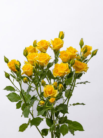 Spray Rose Yellow Mariah VP Gorge