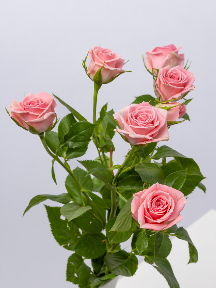 Spray Rose Pink Odilia VP Gorge